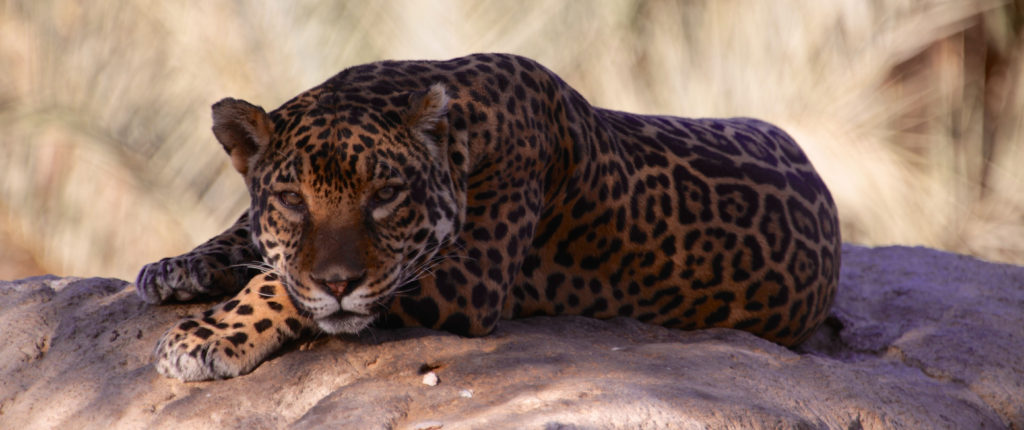 Haitham Alaini_Arabian Leopard