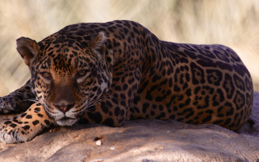 Haitham Alaini Preserving the Arabian Leopard